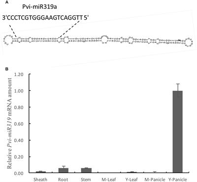 Identification and Characterization of microRNA319a and Its Putative Target Gene, PvPCF5, in the Bioenergy Grass Switchgrass (Panicum virgatum)